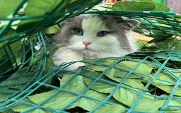 Ragdoll cats for sale: Ragdoll adult  Tica  - Image 3