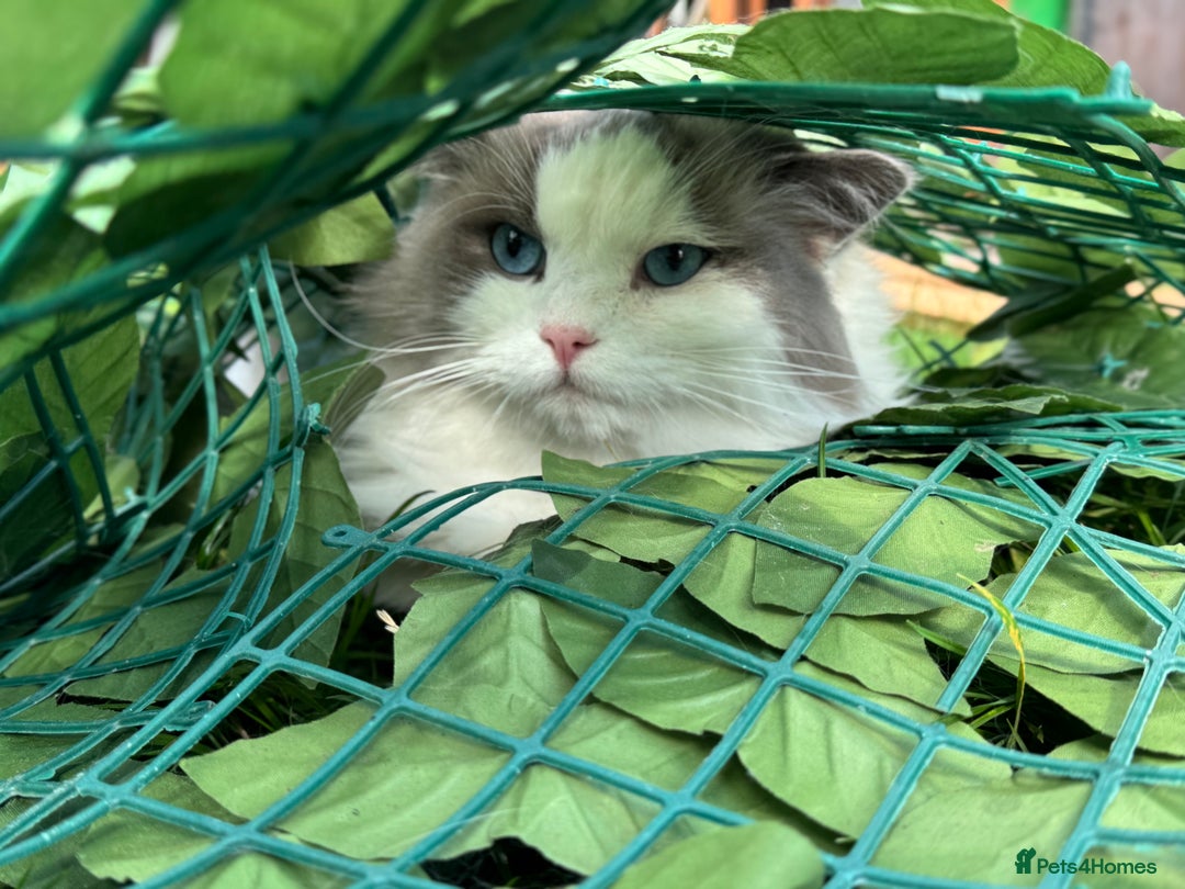 Ragdoll cats for sale: Ragdoll adult  Tica  - Image 3