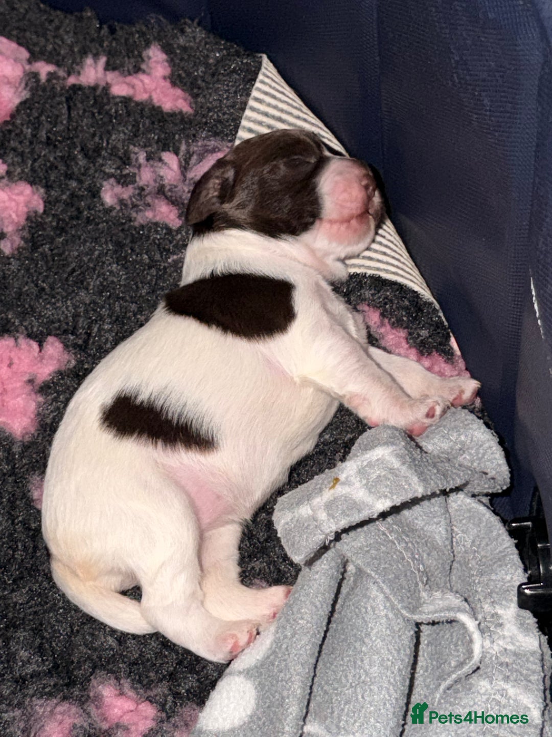 Cocker Spaniel dogs for sale: Cocker Spaniel Puppies ✨ - Advert 3