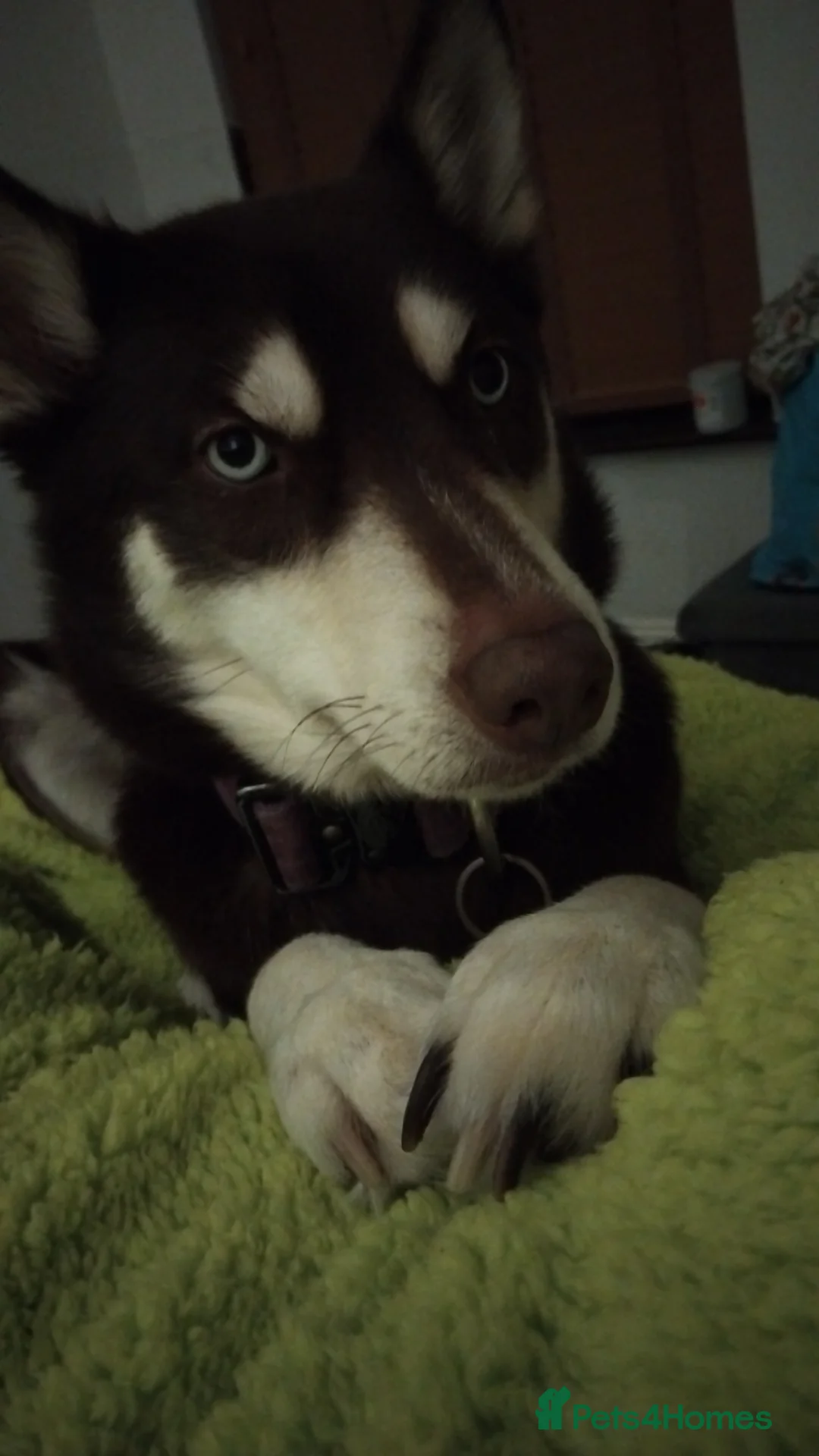 Shepsky dogs for sale: Hallie the shepsky - Advert 3