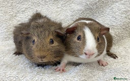 Guinea Pig rodents for sale: Gorgeous Guinea Pigs  - Image 6