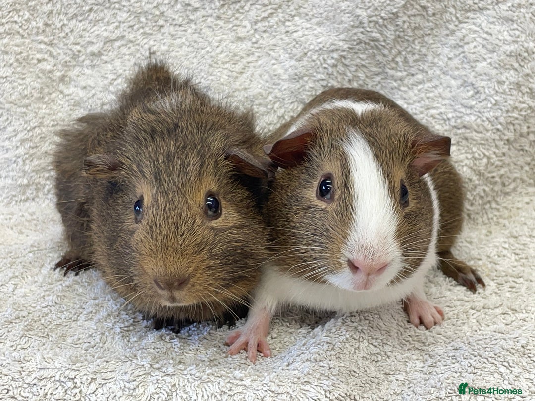 Guinea Pig rodents for sale: Gorgeous Guinea Pigs  - Image 6