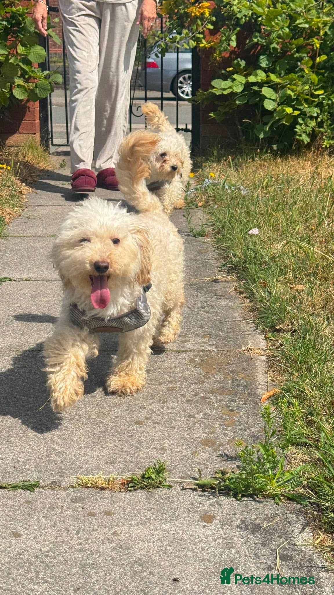 Toy Poodle dogs Forever Loving Home Needed for Ronny & Reggie - Advert 4