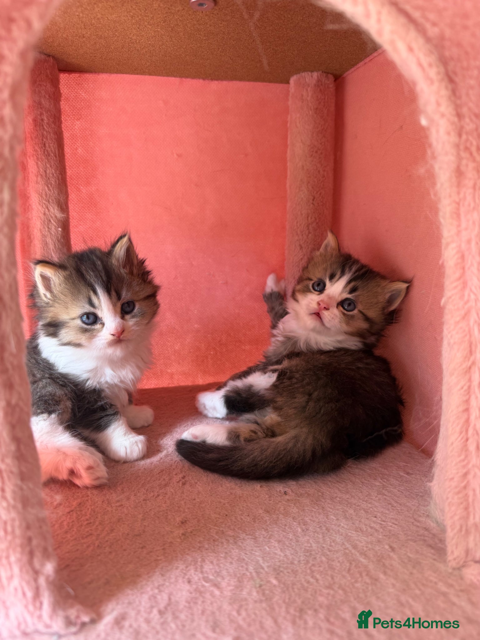 British Longhair cats Looking for a new home !!! - Advert 6