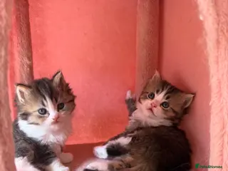 British Longhair cats Looking for a new home !!! - Advert 6