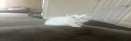 Turkish Angora cats for sale: **READY TO LEAVE** 1 Male Turkish Angora Kitten - Advert 4