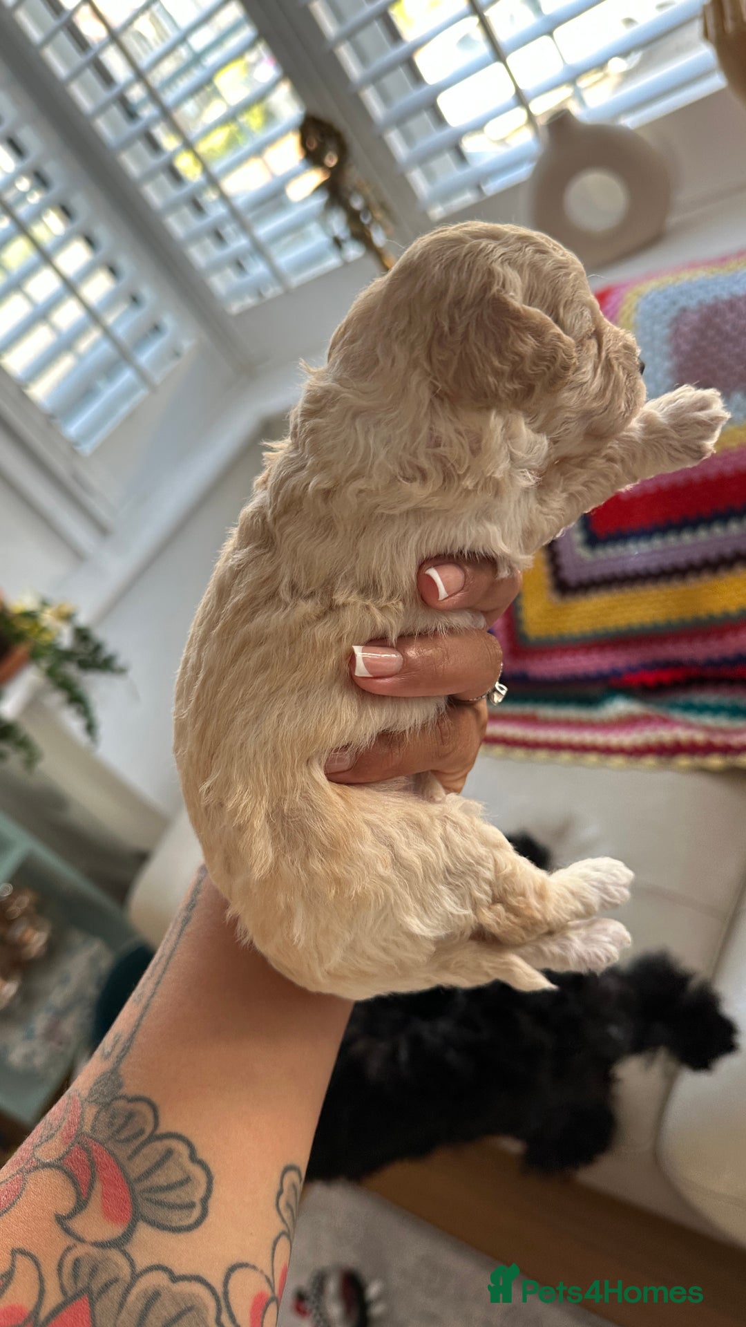 Toy Poodle dogs for sale: Toy poodles (5 girls and 2 boys) - Image 28
