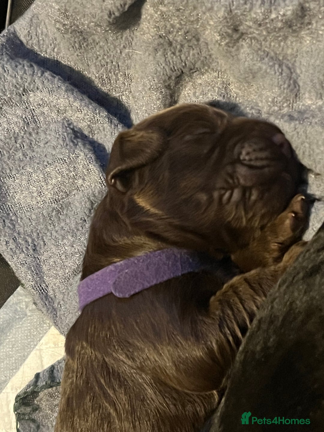 Cocker Spaniel dogs for sale: Cocker spaniels 🐶  - Advert 31