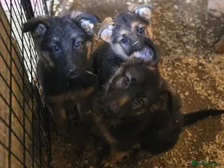 German Shepherd dogs KC Reg German Shepard's ready to leave 2B 2G LEFT - Advert 5