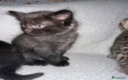 Domestic Shorthair cats for sale: 3 Domestic Kittens - Image 4