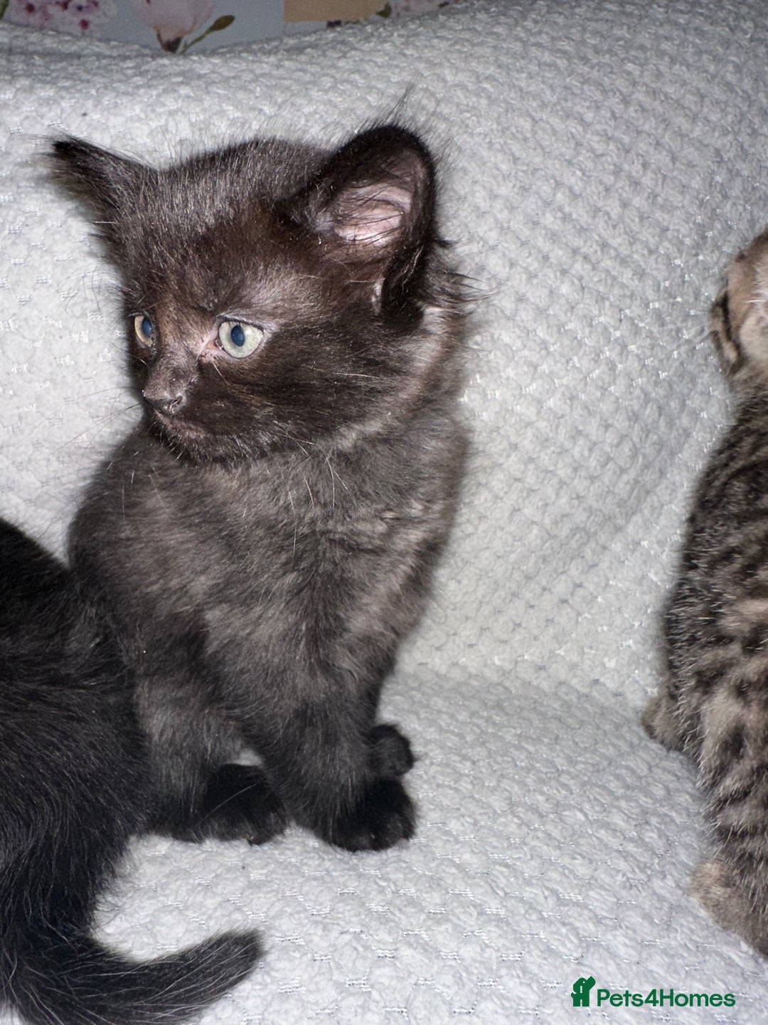 Domestic Shorthair cats for sale: 3 Domestic Kittens - Image 4