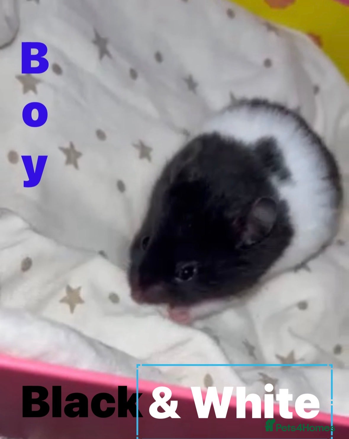 Hamster rodents Shjdhd - Advert 11