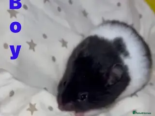 Hamster rodents Shjdhd - Advert 14