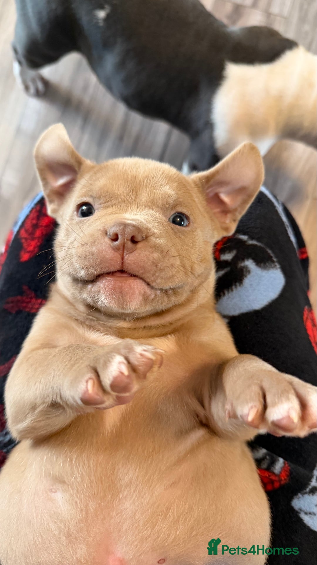American Bully dogs for sale: American pocket bully 11weeks old  - Advert 5