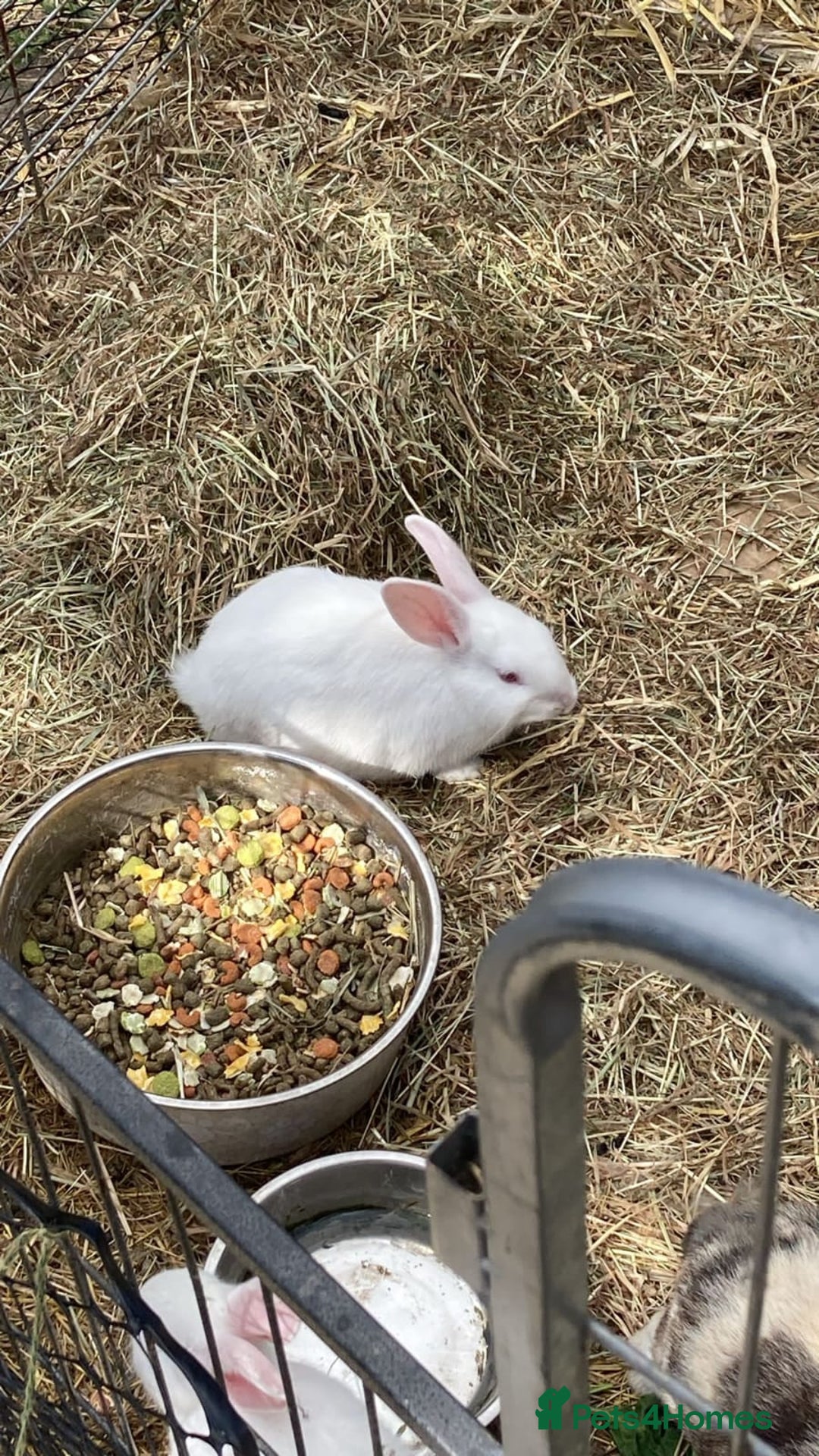 Mixed Breed rabbits for sale: Male pair must stay together  - Image 3