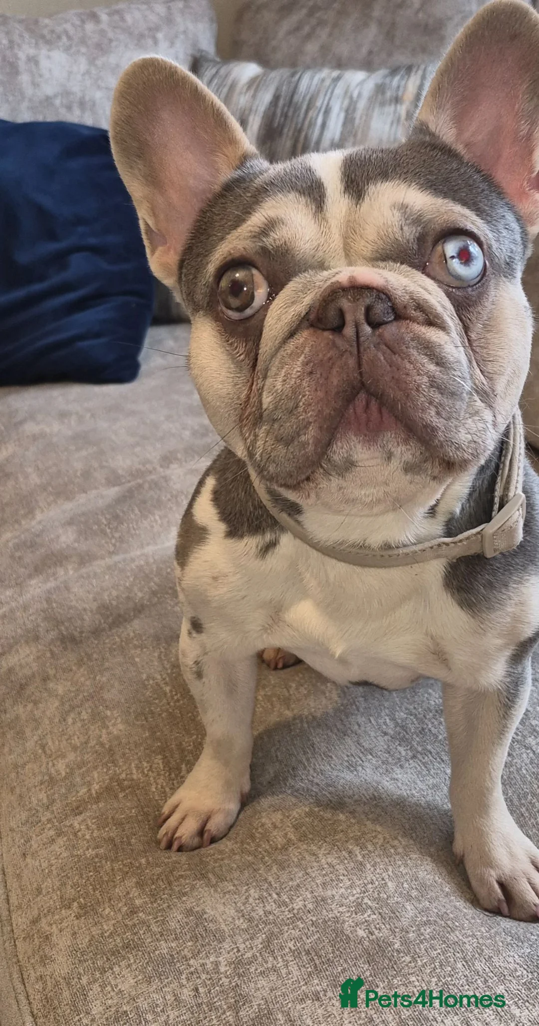 French Bulldog dogs for stud: PABLO-SAINT available for stud in Wolverhampton - Advert 8
