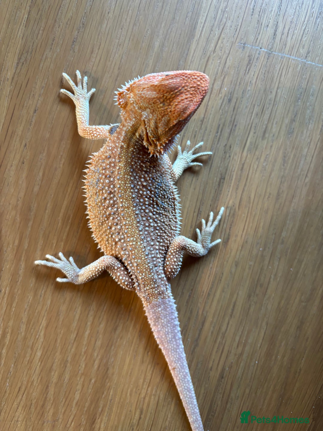 Bearded Dragon reptiles for sale: Baby bearded dragons  - Image 5