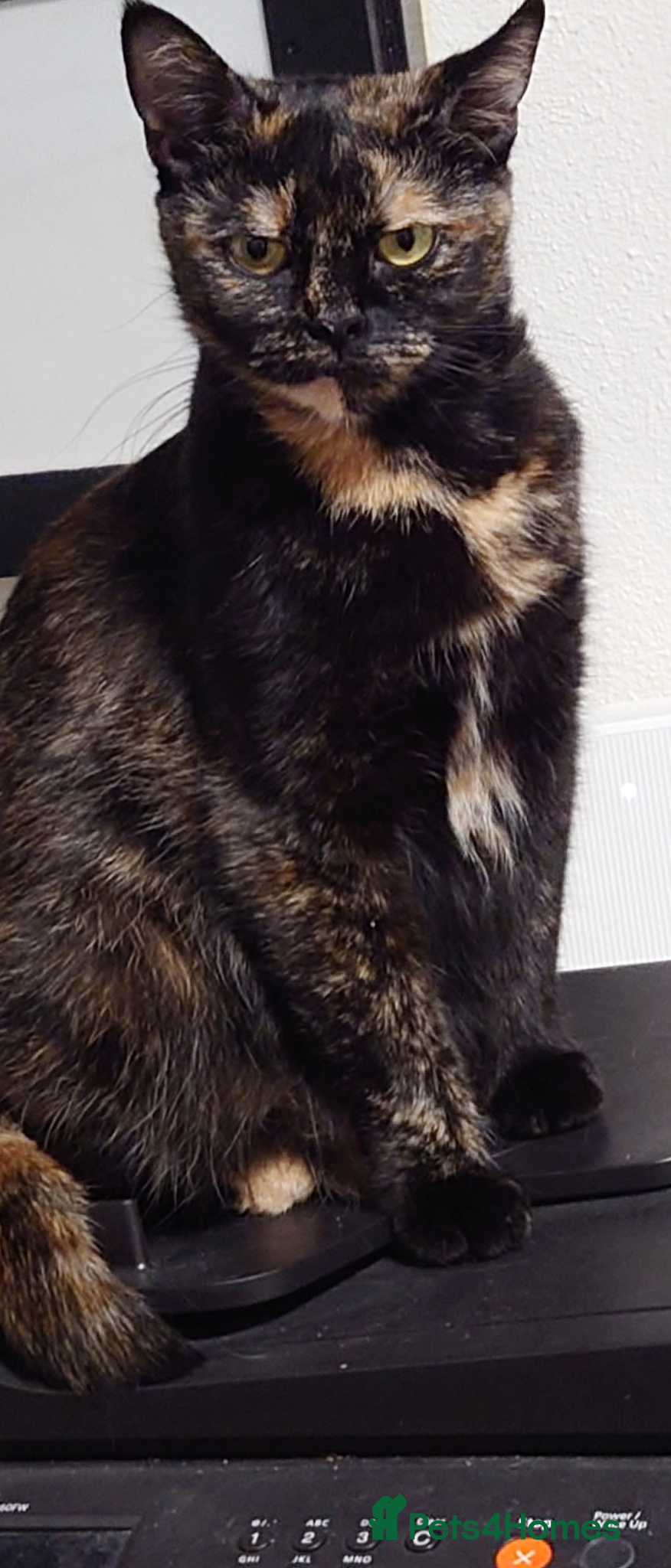 Mixed Breed cats Maine coon mix  - Advert 3