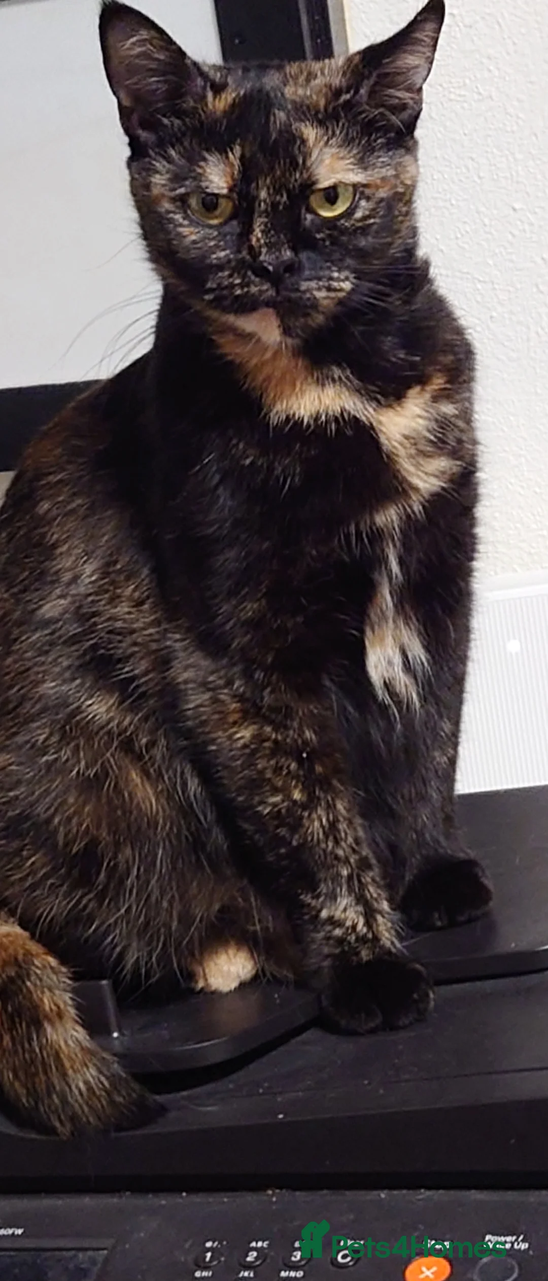 Mixed Breed cats for sale: Maine coon mix  - Advert 1