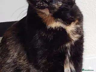 Mixed Breed cats Maine coon mix - Advert 3