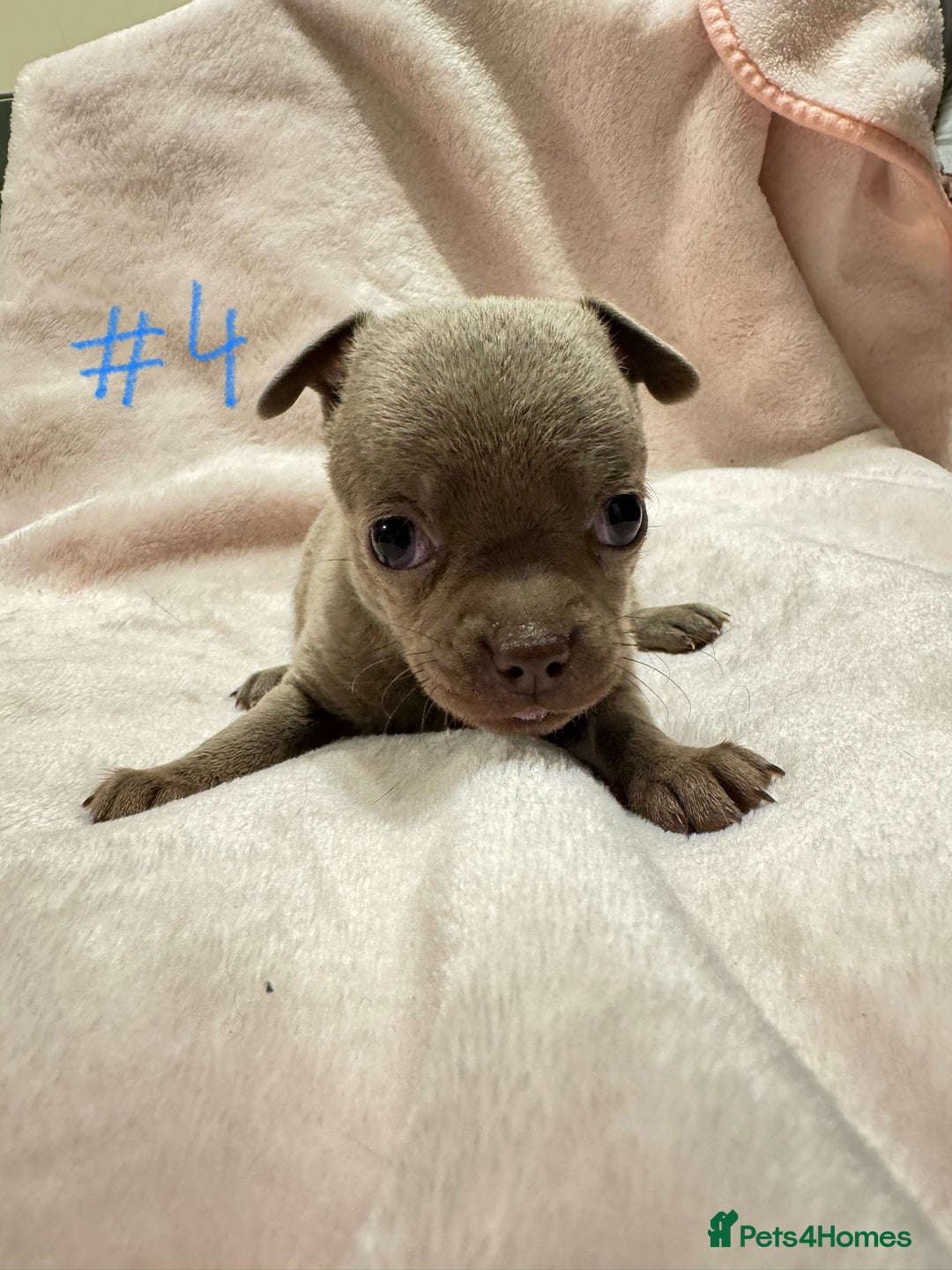 Chihuahua dogs for sale: KC Reg short-hair Chihuahua apple-headed puppies - Advert 37