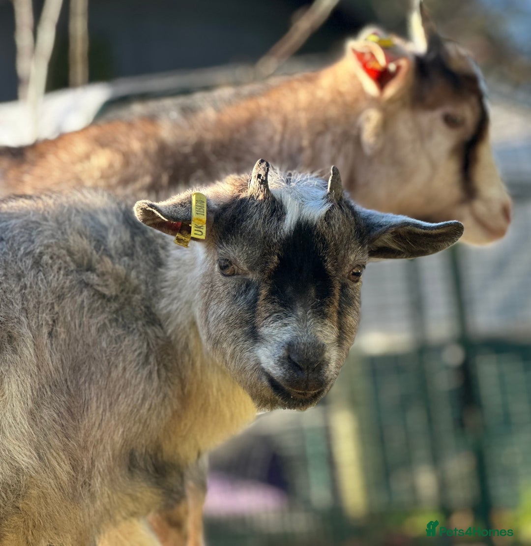 Goats livestock for sale: Wethered Pygmy Goat for rehoming - Image 1