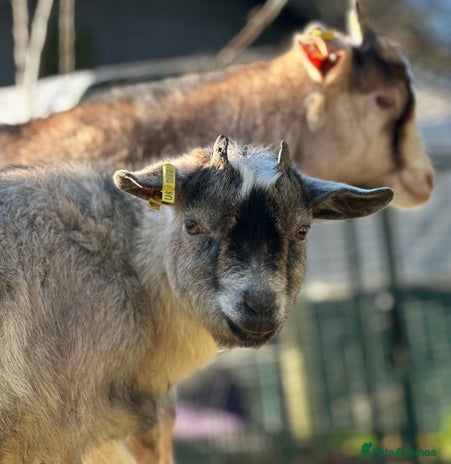 Goats livestock - Advert 1