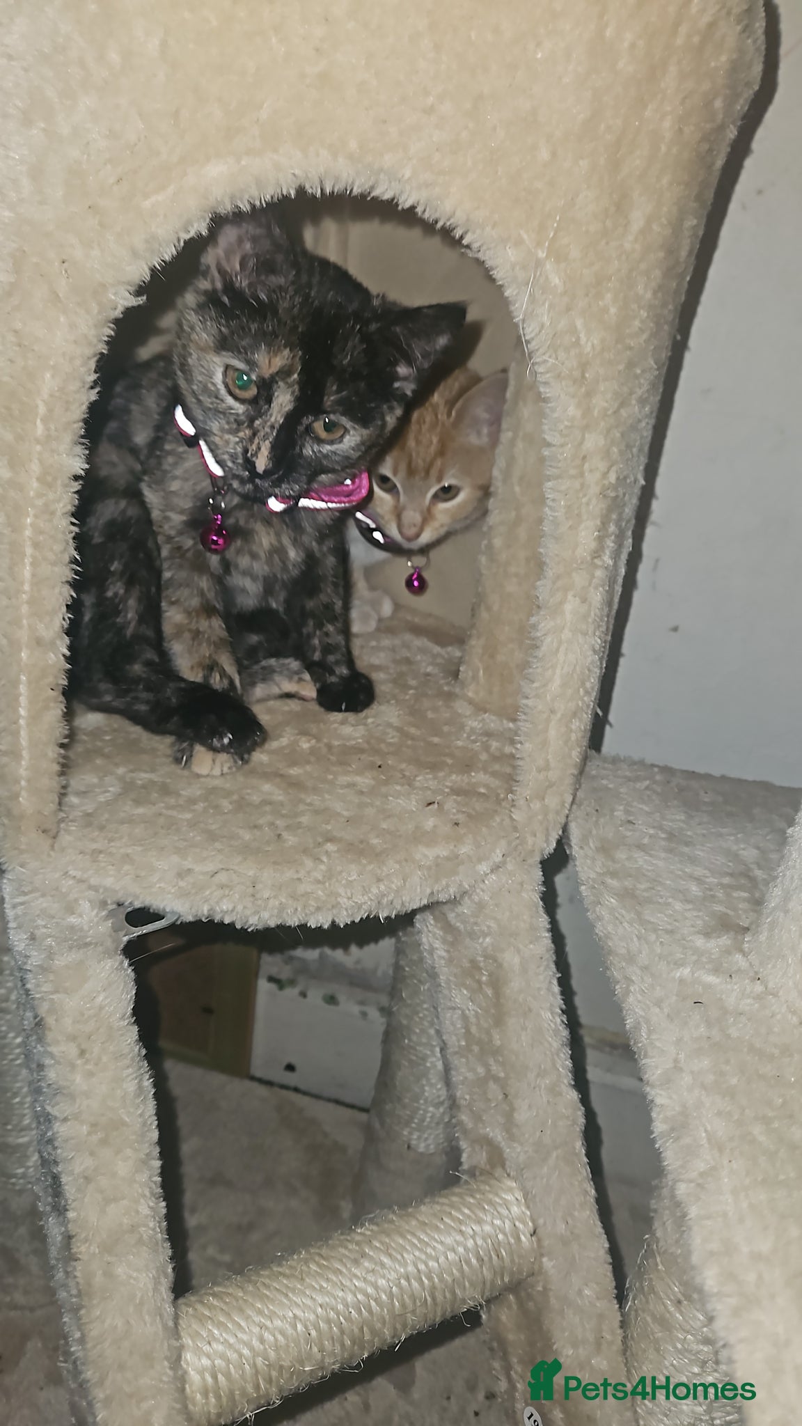 Mixed Breed cats Peggy - Advert 1