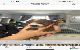 Cockapoo dogs for sale: Cockapoo puppies  - Image 4