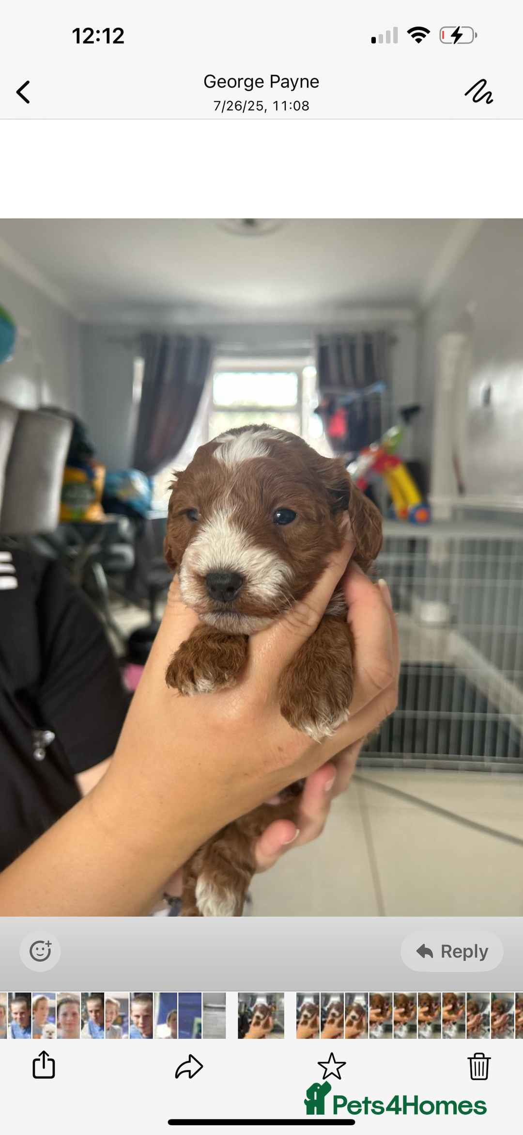 Cockapoo dogs for sale: Cockapoo puppies  - Image 4