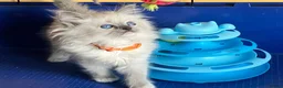 Ragdoll cats for sale: GCCF Ragdoll 🏆Champion Bloodline🌟5-Gen Pedigrees - Advert 7