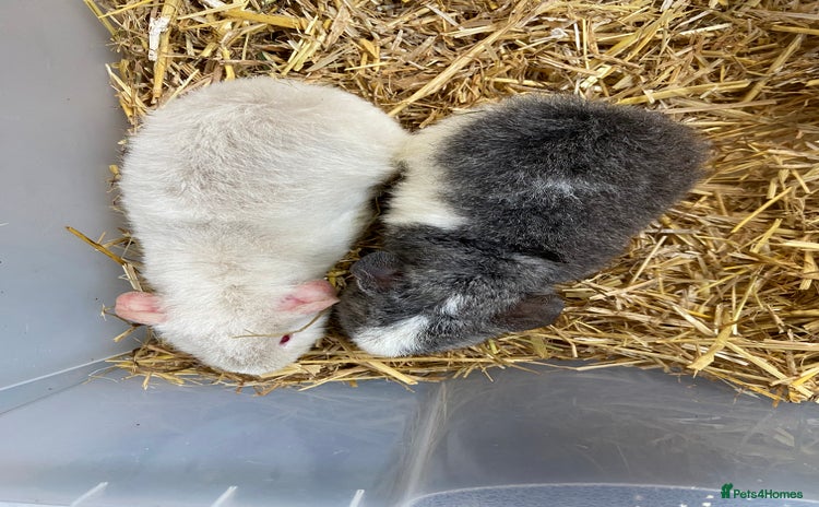 Guinea Pig rodents Baby Male Teddy Guinea Pigs  - Advert 1