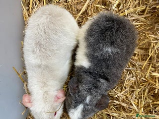 Guinea Pig rodents Baby Male Teddy Guinea Pigs - Advert 1