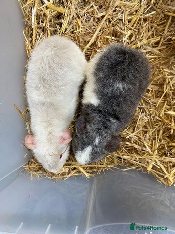 Guinea Pig rodents Baby Male Teddy Guinea Pigs - Advert 1