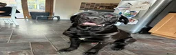 Mixed Breed dogs for sale: Looking for a new home in Ipswich - Advert 5