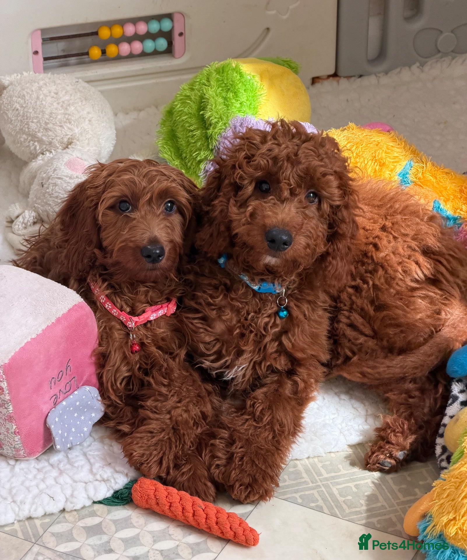 Goldendoodle dogs Top quality, health tested multiGen Double Doodles - Advert 2
