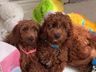 Goldendoodle dogs Top quality, health tested multiGen Double Doodles - Advert 2