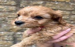 Cavapoo dogs for sale: Cavapoos puppies  - Image 26