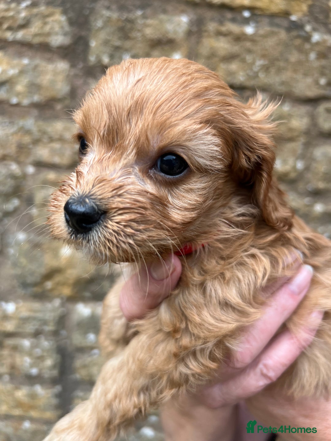 Cavapoo dogs for sale: Cavapoos puppies  - Image 26