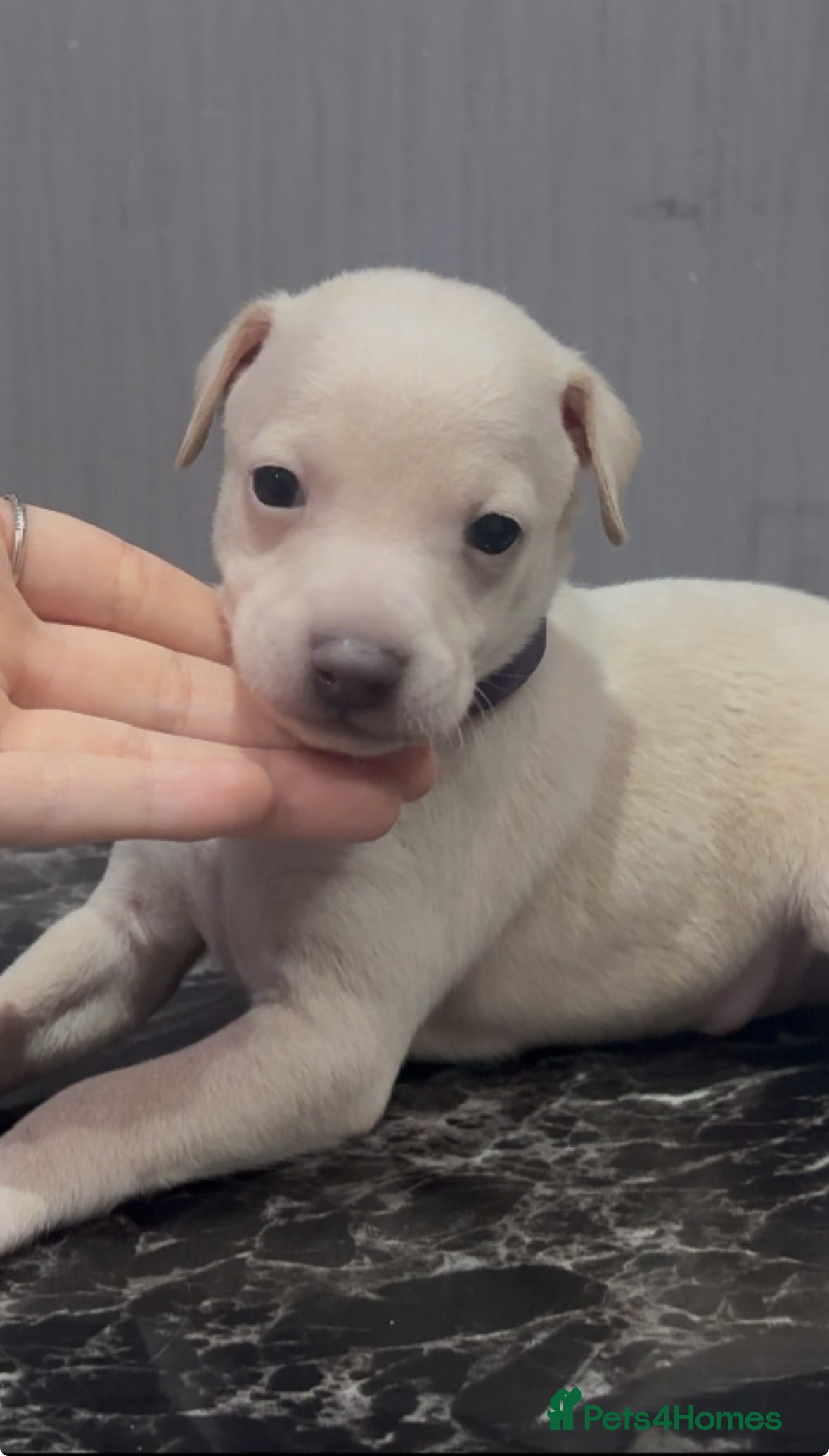 Italian Greyhound dogs Exceptionally Well-Bred Italian Greyhound Puppies - Advert 1