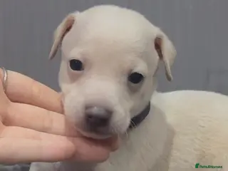 Italian Greyhound dogs Exceptionally Well-Bred Italian Greyhound Puppies - Advert 1