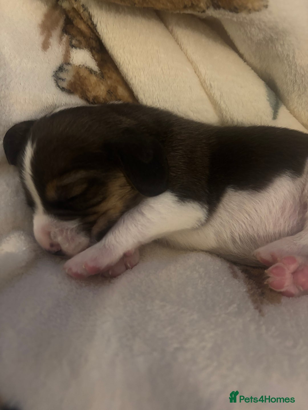Beagle dogs for sale: Beagle  - Image 10