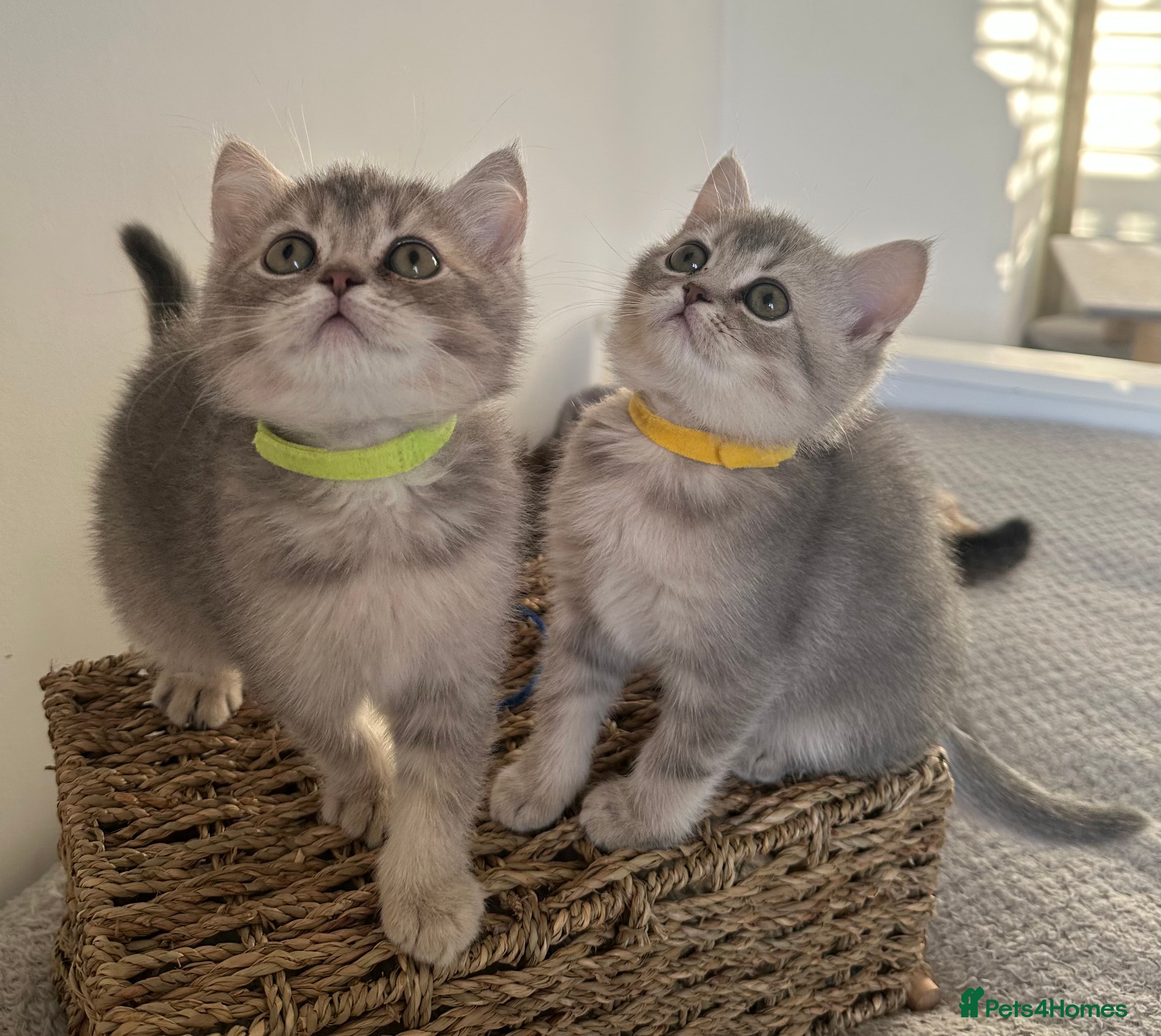 British Shorthair cats ⭐️2 TICA registered British Shorthair kittens⭐️ - Advert 16