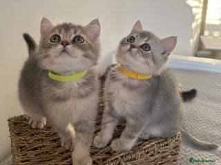 British Shorthair cats ⭐️2 TICA registered British Shorthair kittens⭐️ - Advert 2