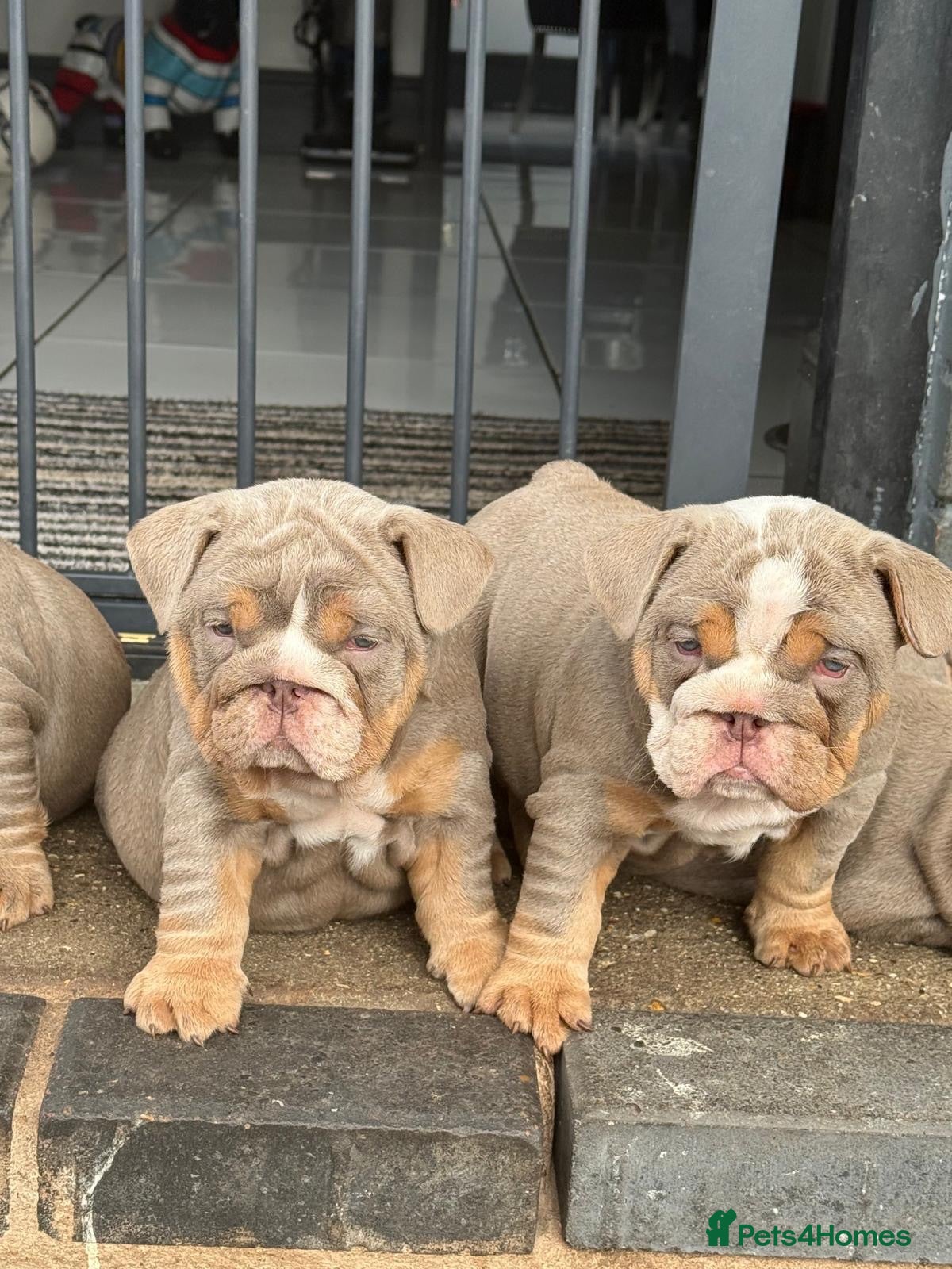 English Bulldog dogs English bulldogs ✨ - Advert 4