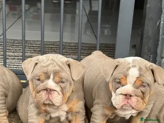 English Bulldog dogs English bulldogs ✨ - Advert 4