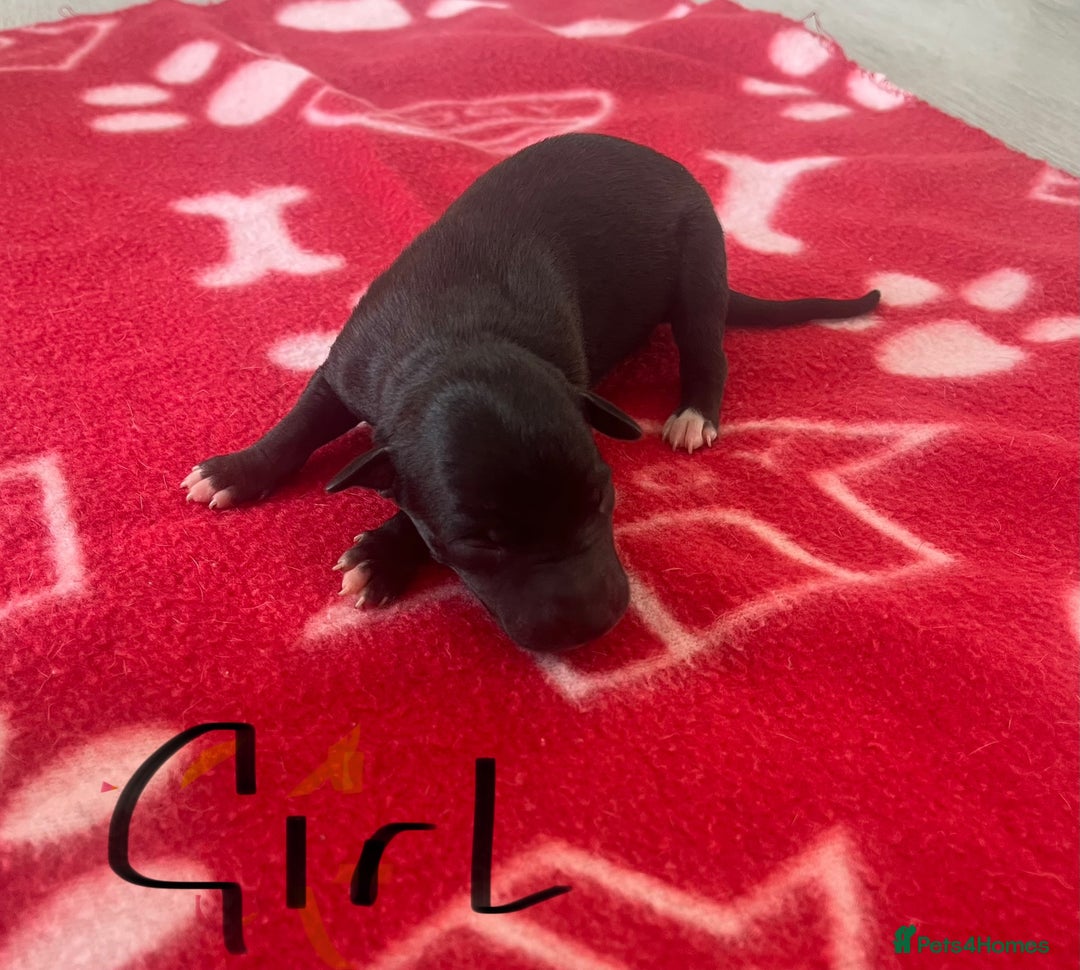 Whippet dogs for sale: KC registered stunning selection whippet pups - Advert 10