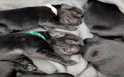 Flat coated Retriever dogs for sale: KC Flat Coated Retriever Puppies - Image 6