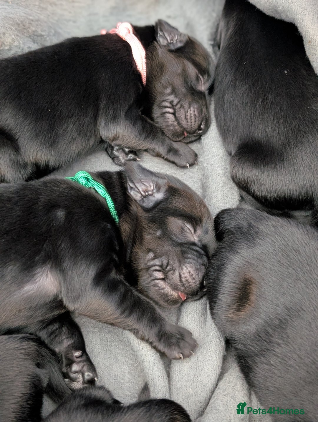 Flat coated Retriever dogs for sale: KC Flat Coated Retriever Puppies - Image 6