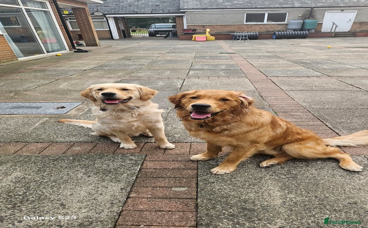 Golden Retriever dogs - Advert 1